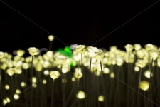 꽃, 아름다운장미, 불꽃, 야간장미, 야간꽃, 사진,이미지,일러스트,캘리그라피 - Thekiya작가 크라우드픽 - 저작권 걱정 없는 상업용 이미지