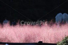 핑크뮬리, 꽃, 가을, 화원, 분홍색, 사진,이미지,일러스트,캘리그라피 - H2080작가 크라우드픽 - 저작권 걱정 없는 상업용 이미지