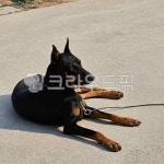 animal, 동물, dog, 개, pet, 사진,이미지,일러스트,캘리그라피 - MOON76작가 크라우드픽 - 저작권 걱정 없는 상업용 이미지