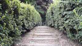 계단, 내리막길, 자연, 나무, 숲, 사진,이미지,일러스트,캘리그라피 - rich33작가 크라우드픽 - 저작권 걱정 없는 상업용 이미지