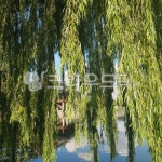 버드나무, 강, 구름, 날씨, 반사, 사진,이미지,일러스트,캘리그라피 - Carlin작가 크라우드픽 - 저작권 걱정 없는 상업용 이미지