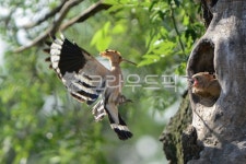 동물, 부리, 새, 후디티, 여름철새, 사진,이미지,일러스트,캘리그라피 - sancho작가 크라우드픽 - 저작권 걱정 없는 상업용 이미지