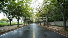 도로, road, 비온뒤도로, 나무, 비, 사진,이미지,일러스트,캘리그라피 - 브레이크타임작가 크라우드픽 - 저작권 걱정 없는 상업용 이미지