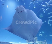 가오리, 유영, 물고기, 수족관, 헤엄, 사진,이미지,일러스트,캘리그라피 - lee작가 크라우드픽 - 저작권 걱정 없는 상업용 이미지