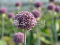 코끼리마늘, 마늘꽃, 한국농부, 농사, 밭, 사진,이미지,일러스트,캘리그라피 - 이하경픽작가작가 크라우드픽 - 저작권 걱정 없는 상업용 이미지
