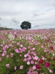 코스모스, 식물, 자연, 가을, outdoors, 사진,이미지,일러스트,캘리그라피 - 감꽃향기작가 크라우드픽 - 저작권 걱정 없는 상업용 이미지