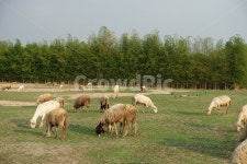 양떼, 양떼목장, 양치기, shepherding, shepherd, 사진,이미지,일러스트,캘리그라피 - dardargram작가 크라우드픽 - 저작권 걱정 없는... 