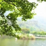 호수, 호수풍경, 연못, 연못풍경, 나무, 사진,이미지,일러스트,캘리그라피 - 소중한 인연작가 크라우드픽 - 저작권 걱정 없는 상업용 이미지