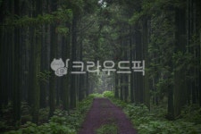 삼나무, 삼다수숲, 삼다수숲길, 삼나무숲, 숲, 사진,이미지,일러스트,캘리그라피 - 포토그래퍼 guri작가 크라우드픽 - 저작권 걱정 없는 상업용... 