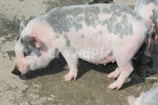 돼지, 애기돼지, ㄷ애기돼지, 돈, 돼지화분, 사진,이미지,일러스트,캘리그라피 - 하니바람작가 크라우드픽 - 저작권 걱정 없는 상업용 이미지