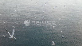 부산, 송도, 갈매기, 바다, 새, 사진,이미지,일러스트,캘리그라피 - leek279작가 크라우드픽 - 저작권 걱정 없는 상업용 이미지