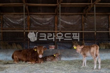 농장, animal, 네이처, 포유동물, 암소, 사진,이미지,일러스트,캘리그라피 - forest 00작가 크라우드픽 - 저작권 걱정 없는 상업용 이미지