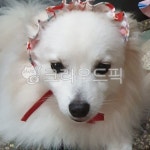 강아지, 스피츠, 예쁜강아지, 강아지얼굴, 중형견강아지, 사진,이미지,일러스트,캘리그라피 - ran032200작가 크라우드픽 - 저작권 걱정 없는... 