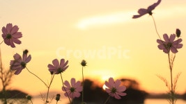 가을, 코스모스, 꽃, 하늘, 가을하늘, 사진,이미지,일러스트,캘리그라피 - 미노닷작가 크라우드픽 - 저작권 걱정 없는 상업용 이미지