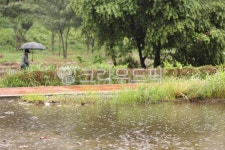 날씨, 산책로, weather, walkway, 우산, 사진,이미지,일러스트,캘리그라피 - joyfulharu작가 크라우드픽 - 저작권 걱정 없는 상업용 이미지