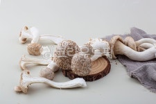 머쉬마루, 버섯, 머쉬마루버섯, 아위버섯, 야채, 사진,이미지,일러스트,캘리그라피 - natsu u작가 크라우드픽 - 저작권 걱정 없는 상업용 이미지