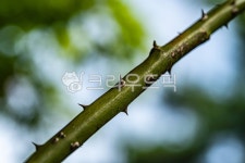 가시, 까시, 가시나무, 까시나무, 장미의가시, 사진,이미지,일러스트,캘리그라피 - 드래곤볼작가 크라우드픽 - 저작권 걱정 없는 상업용 이미지