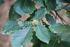 잎, leaf, 식물, plnat, 신갈나무, 사진,이미지,일러스트,캘리그라피 - benjamin작가 크라우드픽 - 저작권 걱정 없는 상업용 이미지