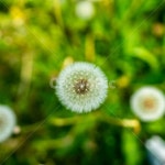 민들레, 홀씨, 민들레홀씨, 식물, plants, 사진,이미지,일러스트,캘리그라피 - rakiiiipic작가 크라우드픽 - 저작권 걱정 없는 상업용 이미지