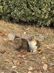 고양이, 동물, animal, cat, 애완동물, 사진,이미지,일러스트,캘리그라피 - 홍당무지영작가 크라우드픽 - 저작권 걱정 없는 상업용 이미지