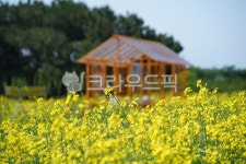 유채꽃, 유채밭, 봄꽃, 노란색, 하늘, 사진,이미지,일러스트,캘리그라피 - 횽횽작가 크라우드픽 - 저작권 걱정 없는 상업용 이미지