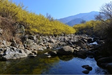 전남, 구례, 산동, 산수유마을, 산동산수유마을, 사진,이미지,일러스트,캘리그라피 - 영산공작가 크라우드픽 - 저작권 걱정 없는 상업용 이미지