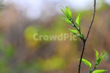 봄, 그린, 잎새, 새순, 새싹, 사진,이미지,일러스트,캘리그라피 - space작가 크라우드픽 - 저작권 걱정 없는 상업용 이미지