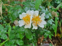 plant, 식물, flower, 꽃, blossom, 사진,이미지,일러스트,캘리그라피 - 작은새작가 크라우드픽 - 저작권 걱정 없는 상업용 이미지