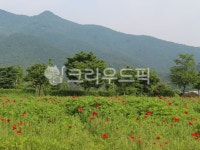 양귀비꽃, 물의정원, flower, 꽃, blossom, 사진,이미지,일러스트,캘리그라피 - MacYoo작가 크라우드픽 - 저작권 걱정 없는 상업용 이미지