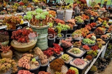 다육, 다육식물, 다육이, 화분, 식물, 사진,이미지,일러스트,캘리그라피 - 기린공방작가 크라우드픽 - 저작권 걱정 없는 상업용 이미지