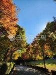 tree, 나무, leaf, 잎, 단풍, 사진,이미지,일러스트,캘리그라피 - kbk91작가 크라우드픽 - 저작권 걱정 없는 상업용 이미지