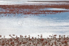 칠면초, 바다, 갯골, 갯벌, 수로, 사진,이미지,일러스트,캘리그라피 - 장구작가 크라우드픽 - 저작권 걱정 없는 상업용 이미지