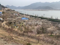 원동, 매화마을, 매화마을축제, 원동매화마을축제, 기차길, 사진,이미지,일러스트,캘리그라피 - 아쑤작가 크라우드픽 - 저작권 걱정 없는 상업용... 