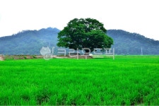 나무, 느티나무, 정자나무, 마을, 초록, 사진,이미지,일러스트,캘리그라피 - Nepoto1작가 크라우드픽 - 저작권 걱정 없는 상업용 이미지