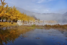 문광지, 물안개, 저수지, 은행나무, 가로수, 사진,이미지,일러스트,캘리그라피 - 깨비선생작가 크라우드픽 - 저작권 걱정 없는 상업용 이미지