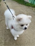 강아지, 포메, 귀여운, 강아지산책, 하얀강아지, 사진,이미지,일러스트,캘리그라피 - verylucky작가 크라우드픽 - 저작권 걱정 없는 상업용 이미지