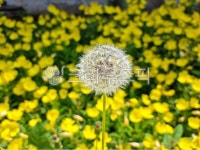flower, 꽃, blossom, dandelion, 민들레, 사진,이미지,일러스트,캘리그라피 - 네모유작가 크라우드픽 - 저작권 걱정 없는 상업용 이미지