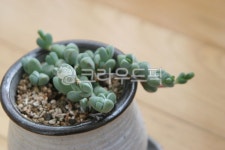 leaf, 잎, 다육, cactus, 꽃, 사진,이미지,일러스트,캘리그라피 - paranghanul작가 크라우드픽 - 저작권 걱정 없는 상업용 이미지
