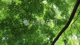 초록, 녹색, 자연, 풀, 공원, 사진,이미지,일러스트,캘리그라피 - 장원작가 크라우드픽 - 저작권 걱정 없는 상업용 이미지