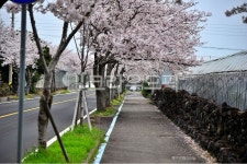 길, sidewalk, 보도, road, 도로, 사진,이미지,일러스트,캘리그라피 - 소낭구작가 크라우드픽 - 저작권 걱정 없는 상업용 이미지