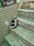 house, 집, 고양이, cat, staircase, 사진,이미지,일러스트,캘리그라피 - g5684작가 크라우드픽 - 저작권 걱정 없는 상업용 이미지