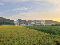 자연, 가을, 하늘, 논밭, 논, 사진,이미지,일러스트,캘리그라피 - 고귀한 매혹작가 크라우드픽 - 저작권 걱정 없는 상업용 이미지