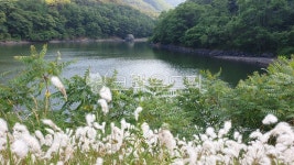 강, 강가, 여름강, 갈대, 자연, 사진,이미지,일러스트,캘리그라피 - DADAlu작가 크라우드픽 - 저작권 걱정 없는 상업용 이미지