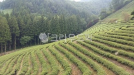 nature, 자연, 농장, farm, 녹차밭, 사진,이미지,일러스트,캘리그라피 - 모산작가 크라우드픽 - 저작권 걱정 없는 상업용 이미지