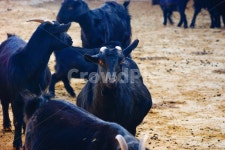 동물, 자연, 흑염소, 염소, 소, 사진,이미지,일러스트,캘리그라피 - 황이작가 크라우드픽 - 저작권 걱정 없는 상업용 이미지