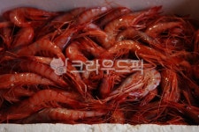 감바로새우, 새우, 붉은새우, 빨간새우, 싱싱한새우, 사진,이미지,일러스트,캘리그라피 - Black작가 크라우드픽 - 저작권 걱정 없는 상업용 이미지