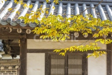 단풍, 기와, 전통가옥, 선, 가을 사진, 이미지 - bong58작가 크라우드픽 - 상업용 이미지 중개 서비스