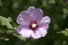 무궁화, 꽃, 봉오리, 식물, 나라꽃, 사진,이미지,일러스트,캘리그라피 - 자몽 디자인작가 크라우드픽 - 저작권 걱정 없는 상업용 이미지