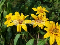 돼지감자, 돼지감자꽃, 뚱딴지, 작물, flower, 사진,이미지,일러스트,캘리그라피 - 등이 푸른 자유작가 크라우드픽 - 저작권 걱정 없는 상업용... 