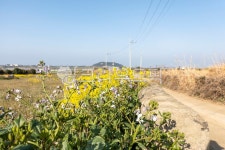 시골, 농로, 시골길, 밭, 전답, 사진,이미지,일러스트,캘리그라피 - JackyPhoto작가 크라우드픽 - 저작권 걱정 없는 상업용 이미지